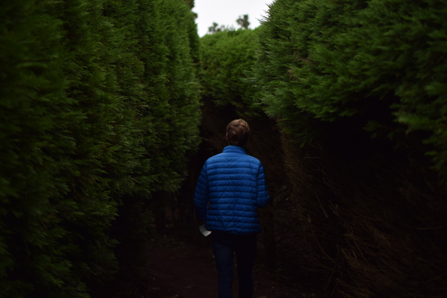 The back of a person with short, light brown straight hair walking into a tall green maze wearing a blue coat.