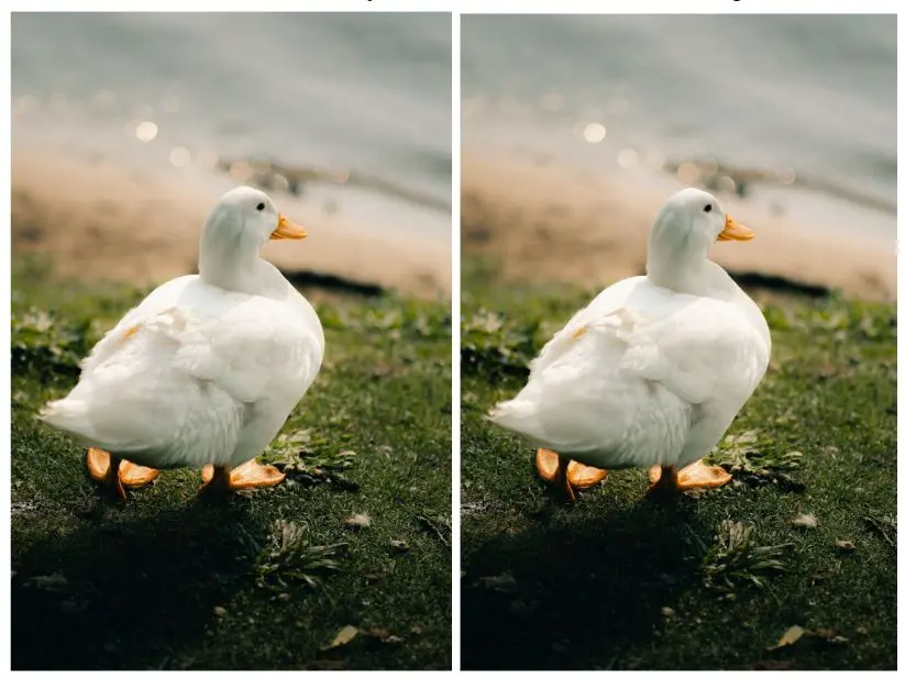 Two ducks