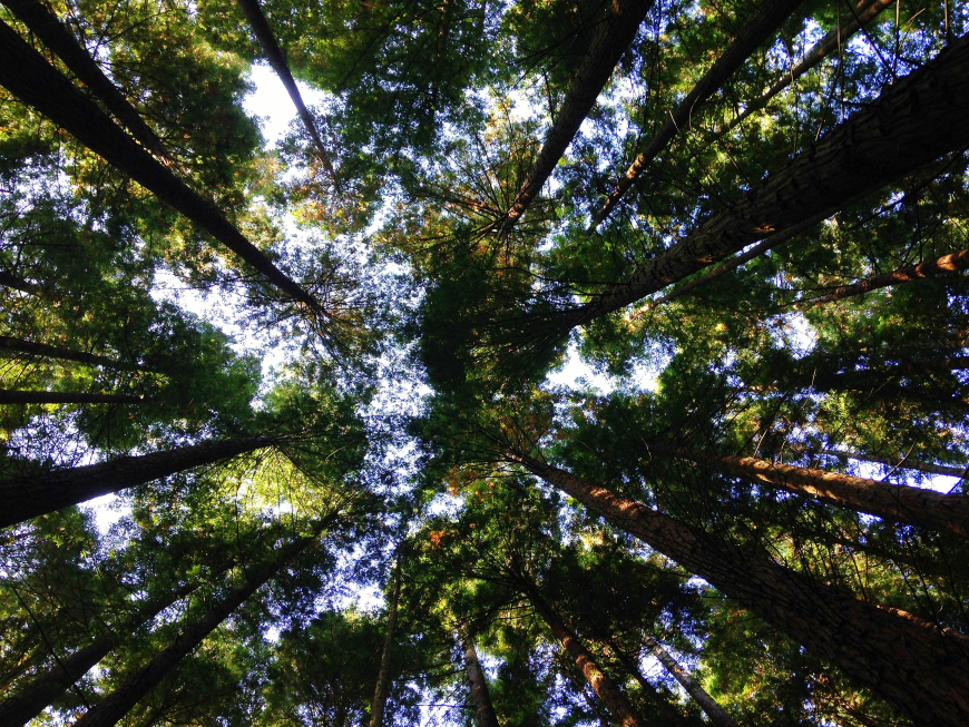 Looking upwards at trees from below